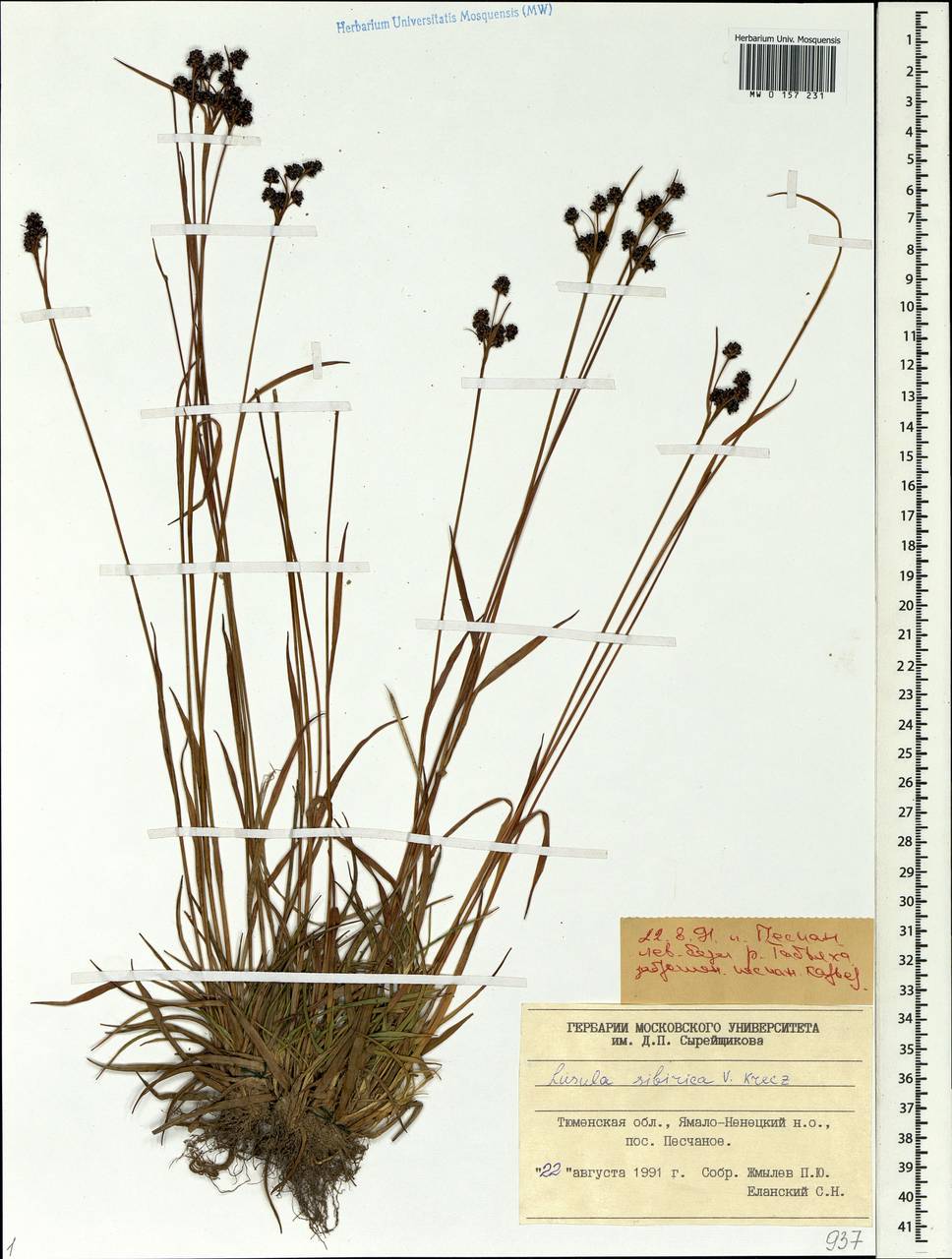 Luzula multiflora subsp. sibirica V.I.Krecz., Siberia, Western Siberia (S1) (Russia)
