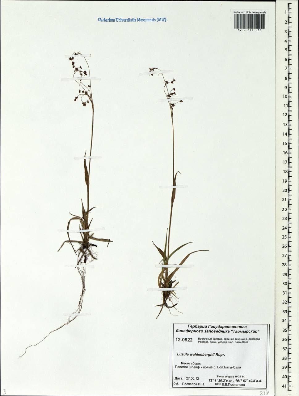 Luzula wahlenbergii Rupr., Siberia, Central Siberia (S3) (Russia)