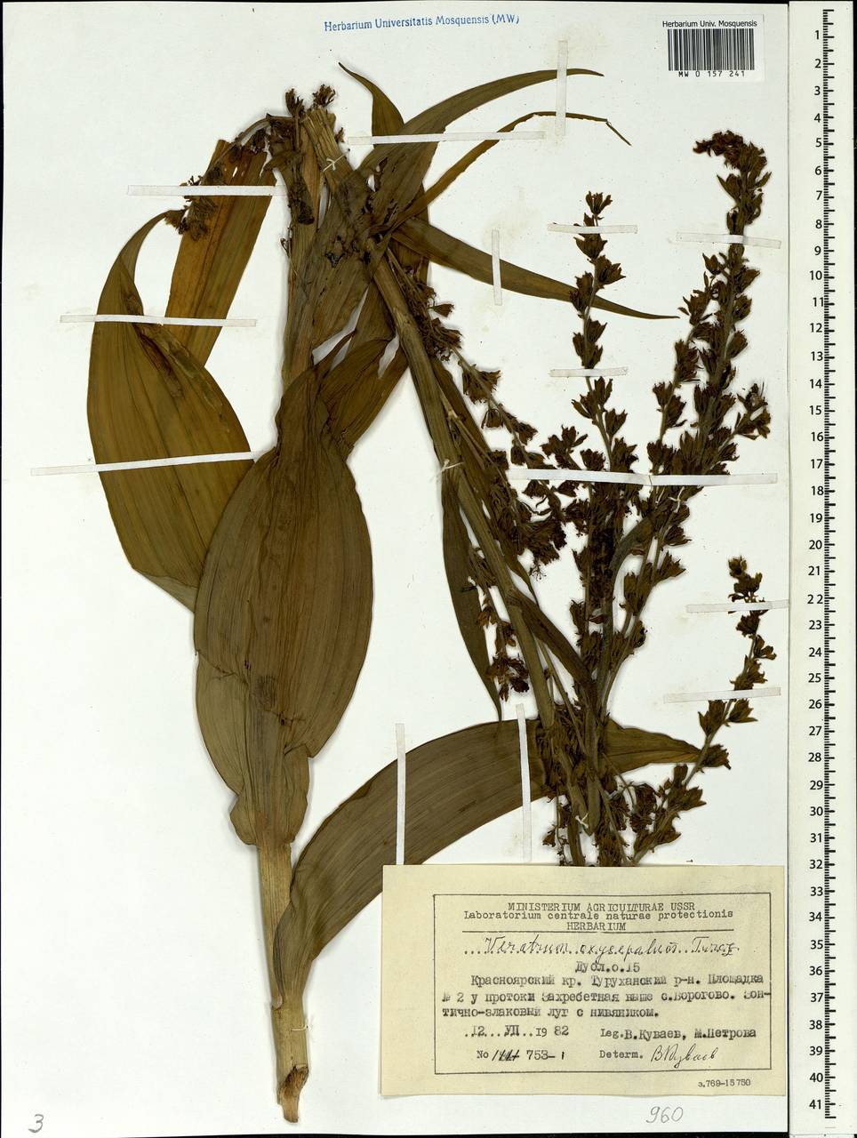 Veratrum oxysepalum Turcz., Siberia, Central Siberia (S3) (Russia)