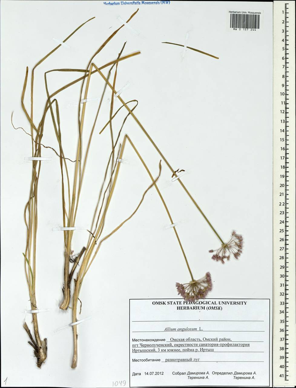 Allium angulosum L., Siberia, Western Siberia (S1) (Russia)