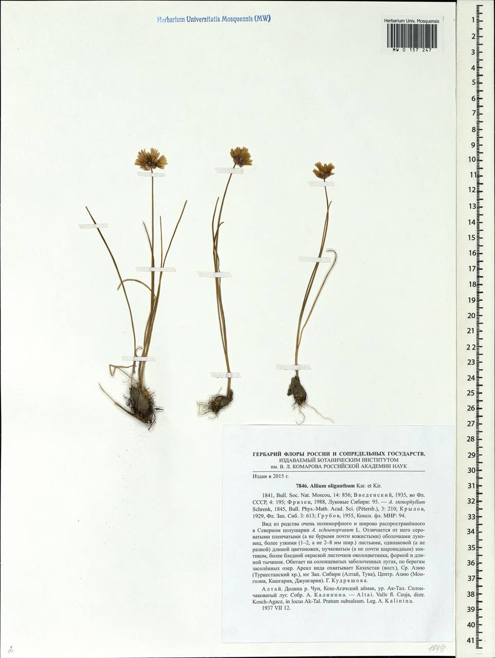 Allium oliganthum Kar. & Kir., Siberia, Altai & Sayany Mountains (S2) (Russia)