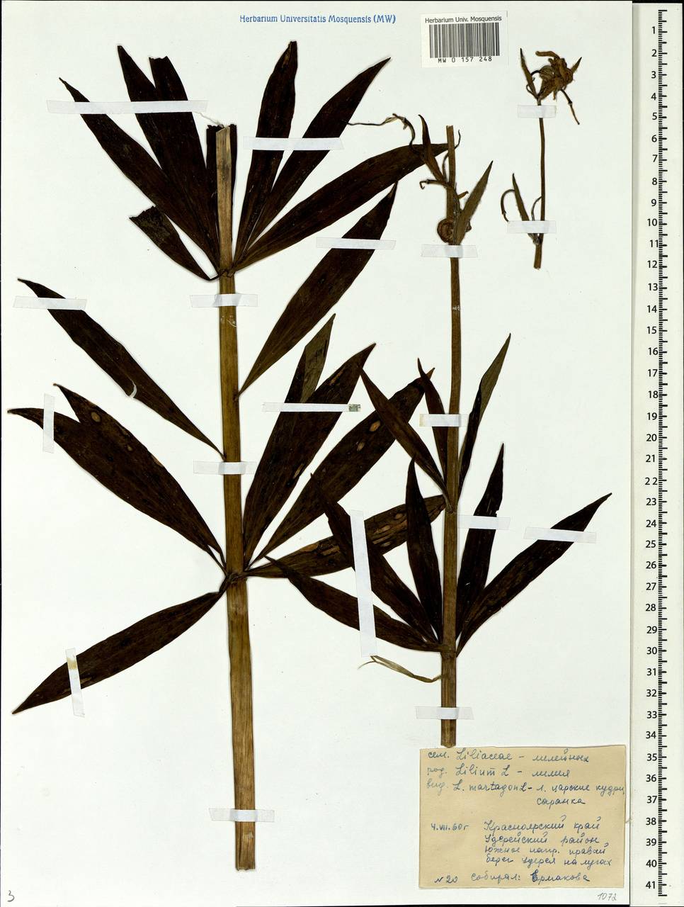 Lilium martagon L., Siberia, Central Siberia (S3) (Russia)
