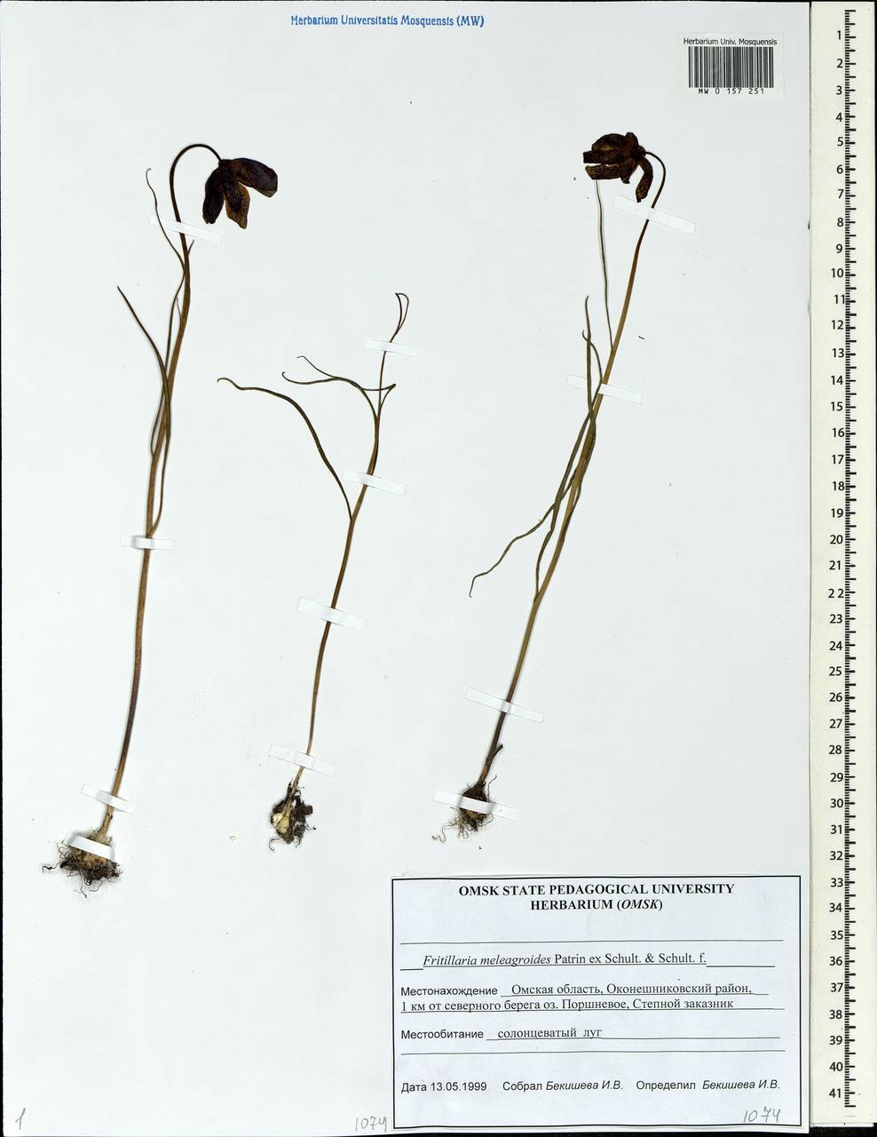 Fritillaria meleagroides Patrin ex Schult. & Schult.f., Siberia, Western Siberia (S1) (Russia)