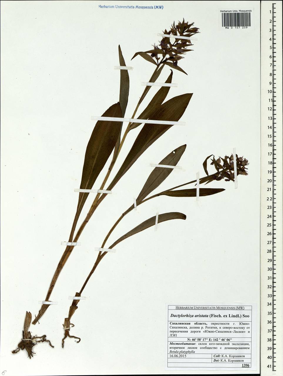 Dactylorhiza aristata (Fisch. ex Lindl.) Soó, Siberia, Russian Far East (S6) (Russia)