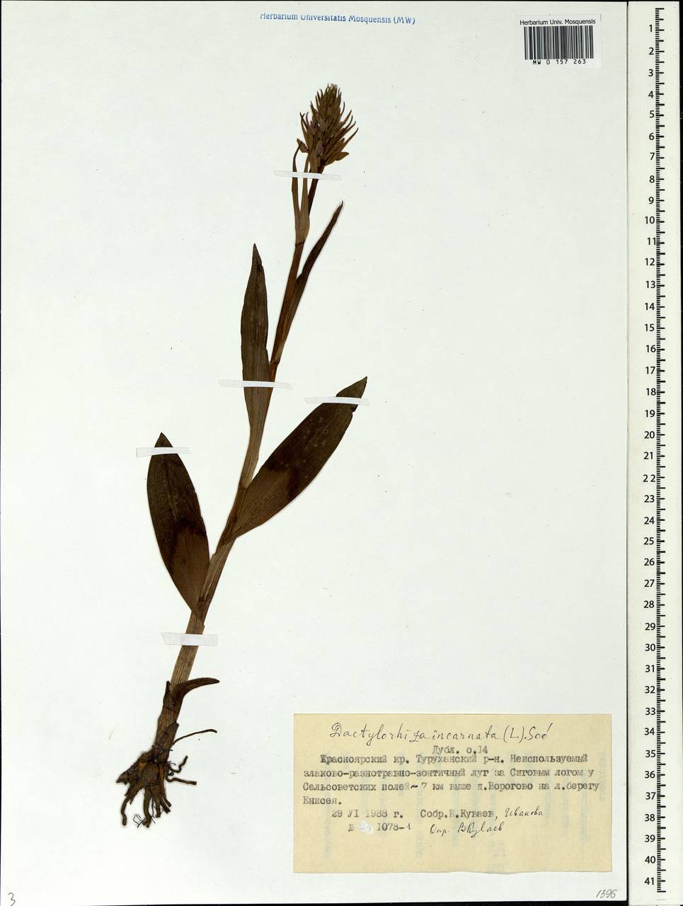 Dactylorhiza incarnata (L.) Soó, Siberia, Central Siberia (S3) (Russia)