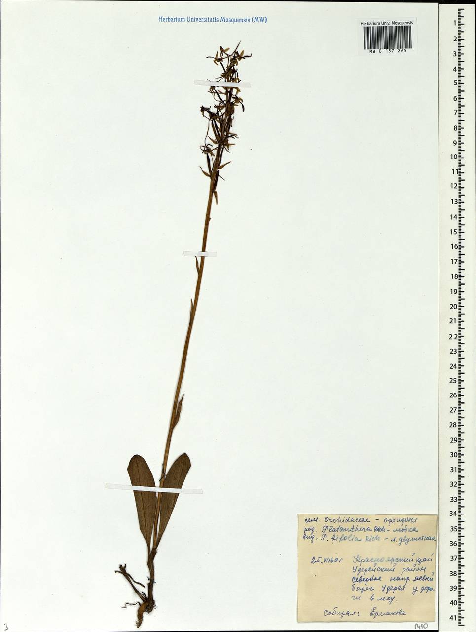 Platanthera bifolia (L.) Rich., Siberia, Central Siberia (S3) (Russia)