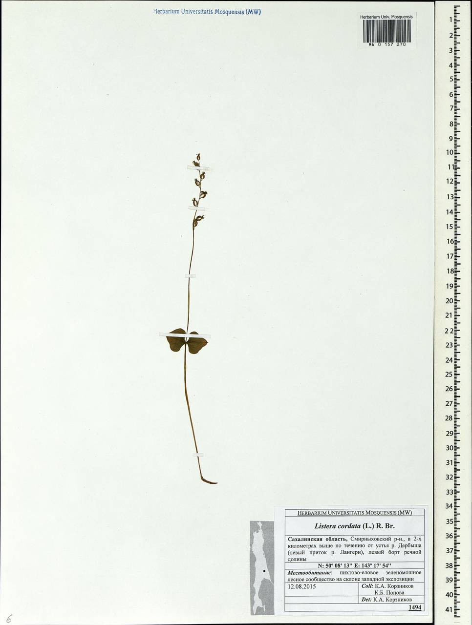 Neottia cordata (L.) Rich., Siberia, Russian Far East (S6) (Russia)