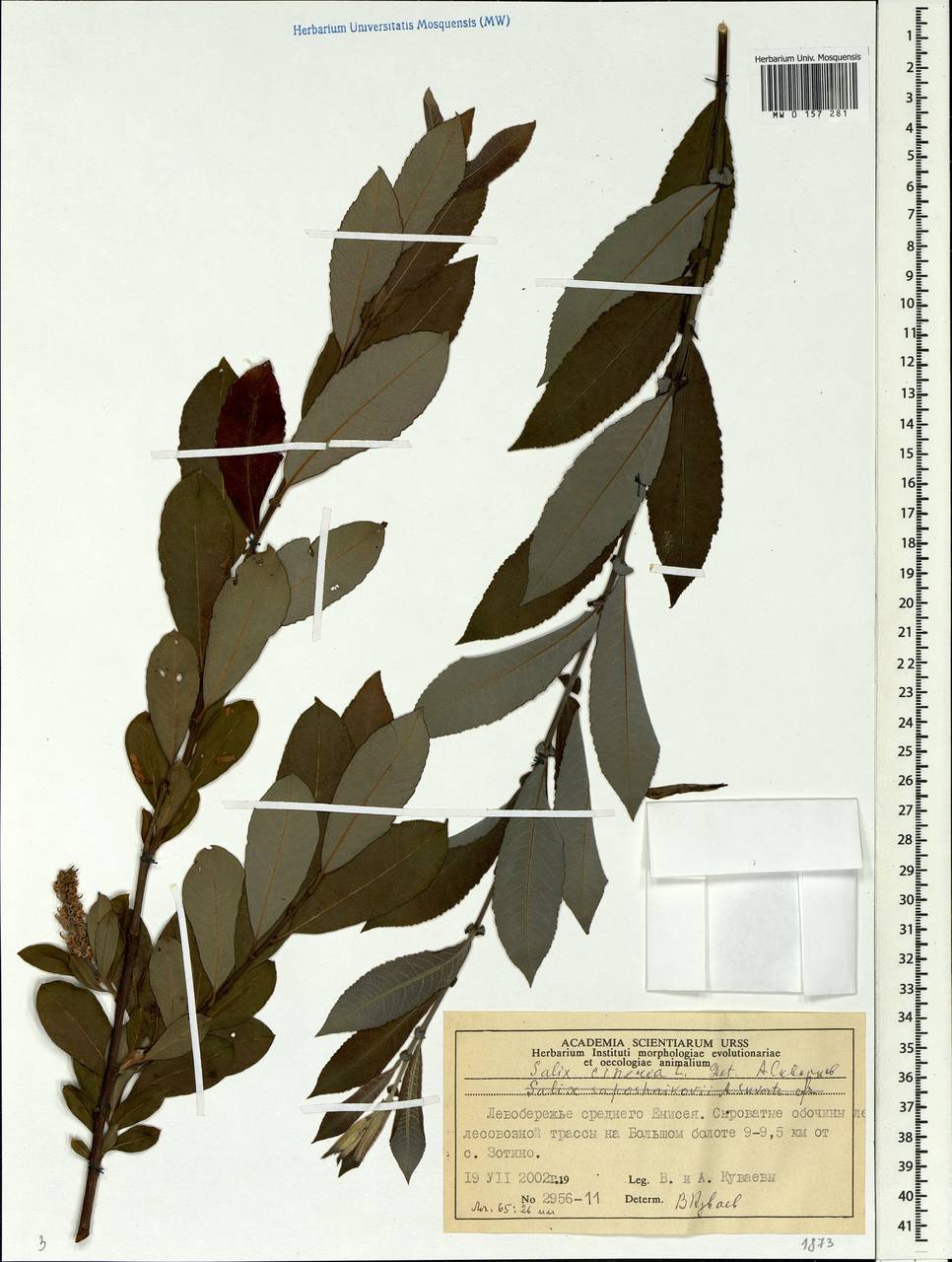 Salix cinerea L., Siberia, Central Siberia (S3) (Russia)