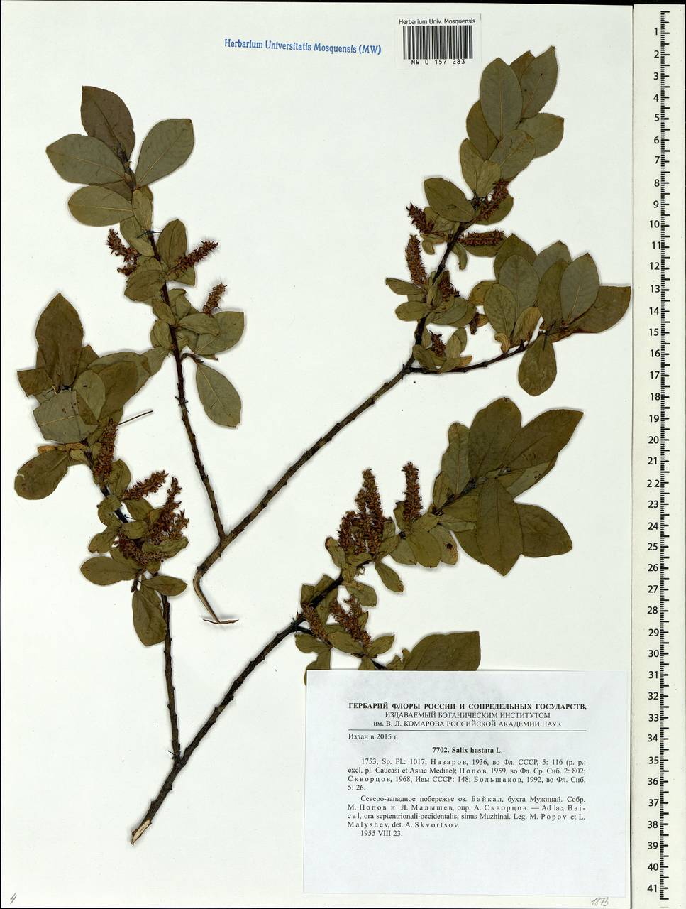 Salix hastata L., Siberia, Baikal & Transbaikal region (S4) (Russia)