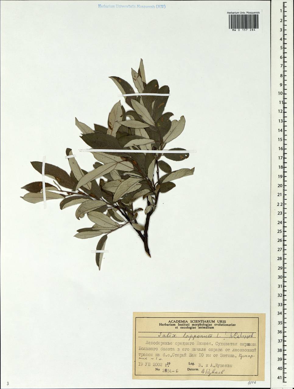 Salix lapponum, Siberia, Central Siberia (S3) (Russia)