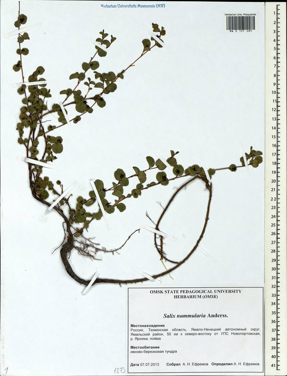 Salix nummularia Anderss., Siberia, Western Siberia (S1) (Russia)