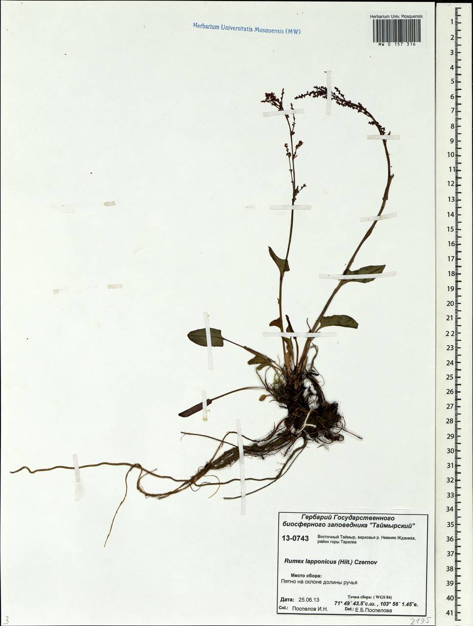 Rumex lapponicus (Hiitonen) Czernov, Siberia, Central Siberia (S3) (Russia)