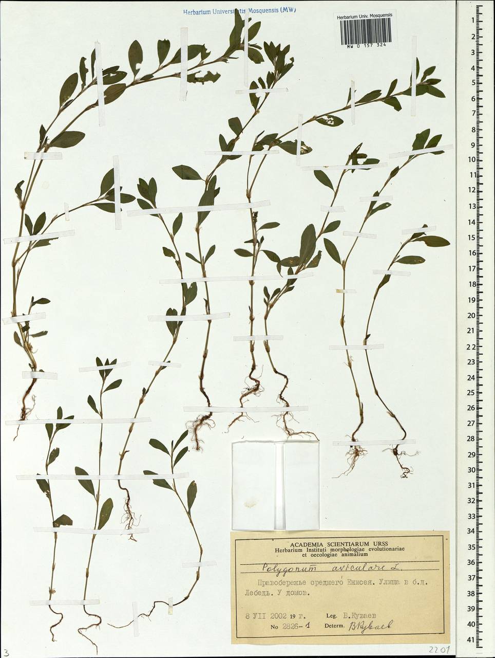 Polygonum aviculare L., Siberia, Central Siberia (S3) (Russia)