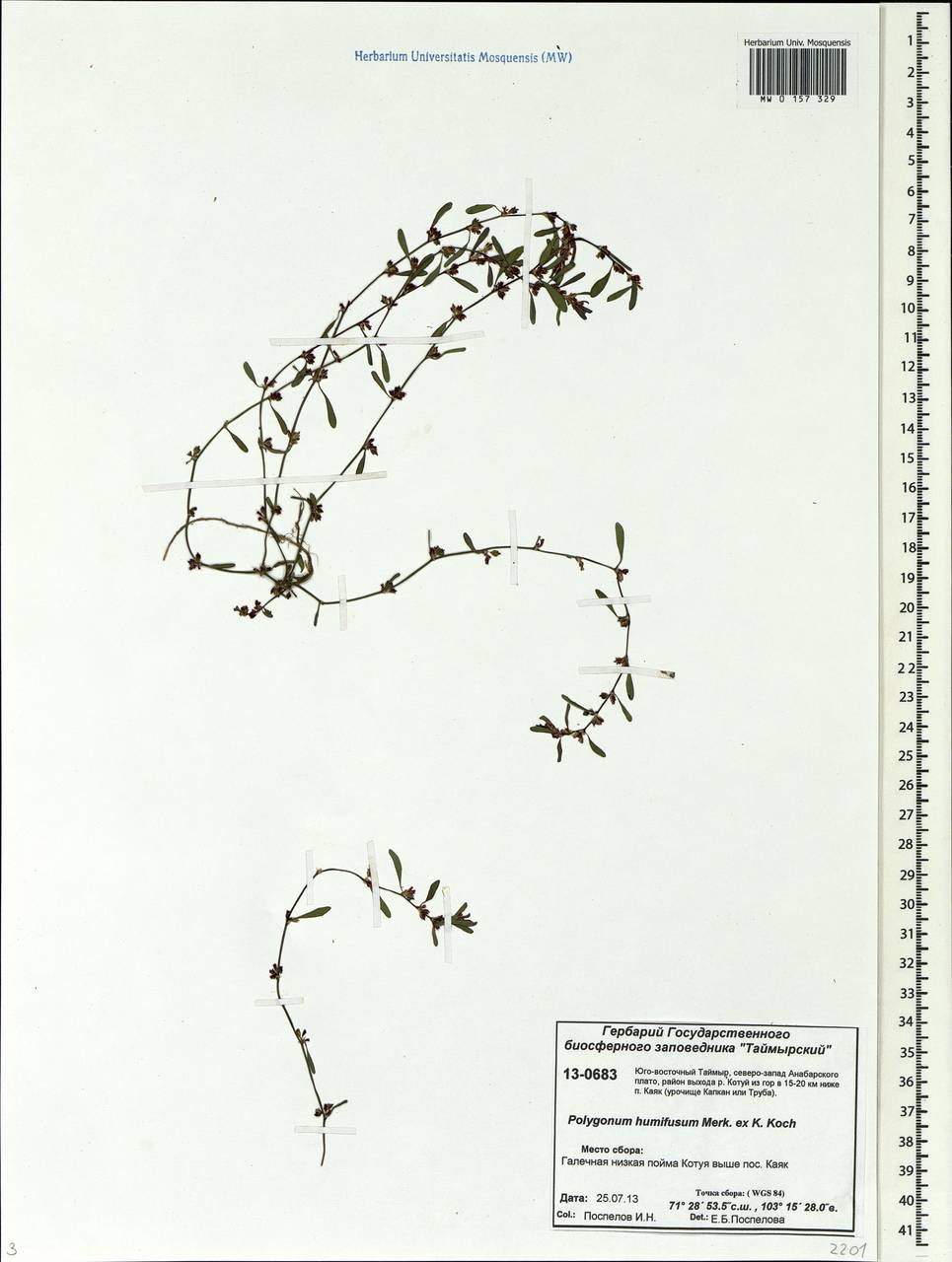 Polygonum humifusum Mert. ex K. Koch, Siberia, Central Siberia (S3) (Russia)