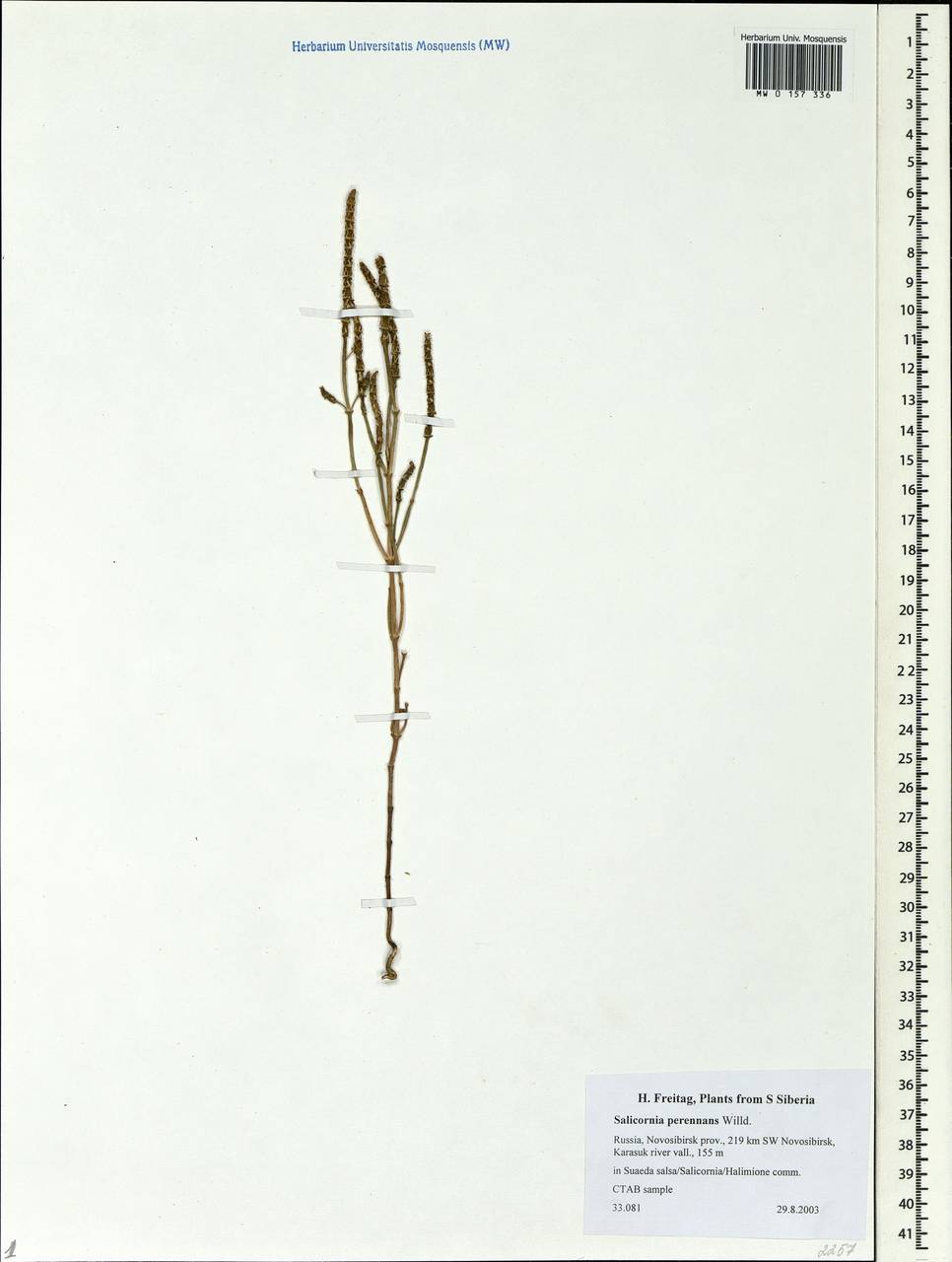 Salicornia perennans Willd., Siberia, Western Siberia (S1) (Russia)
