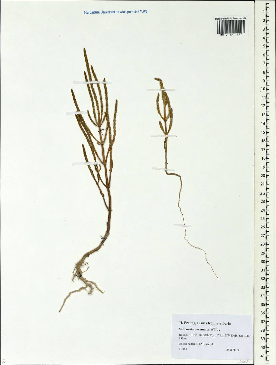 Salicornia perennans Willd., Siberia, Altai & Sayany Mountains (S2) (Russia)