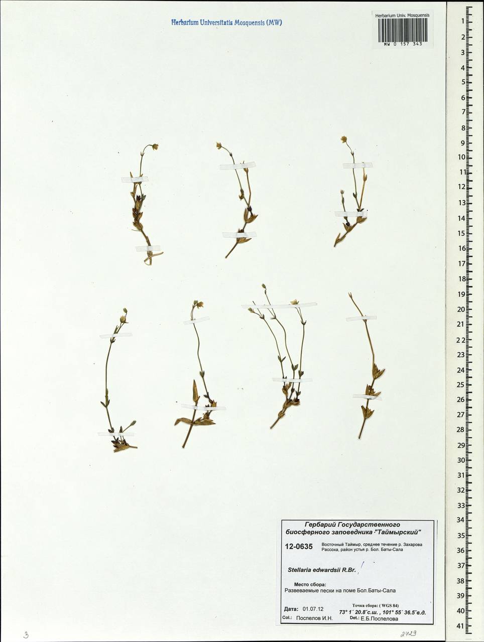 Stellaria edwardsii R. Br., Siberia, Central Siberia (S3) (Russia)