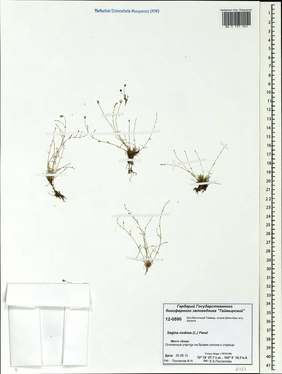 Sagina nodosa (L.) Fenzl, Siberia, Central Siberia (S3) (Russia)