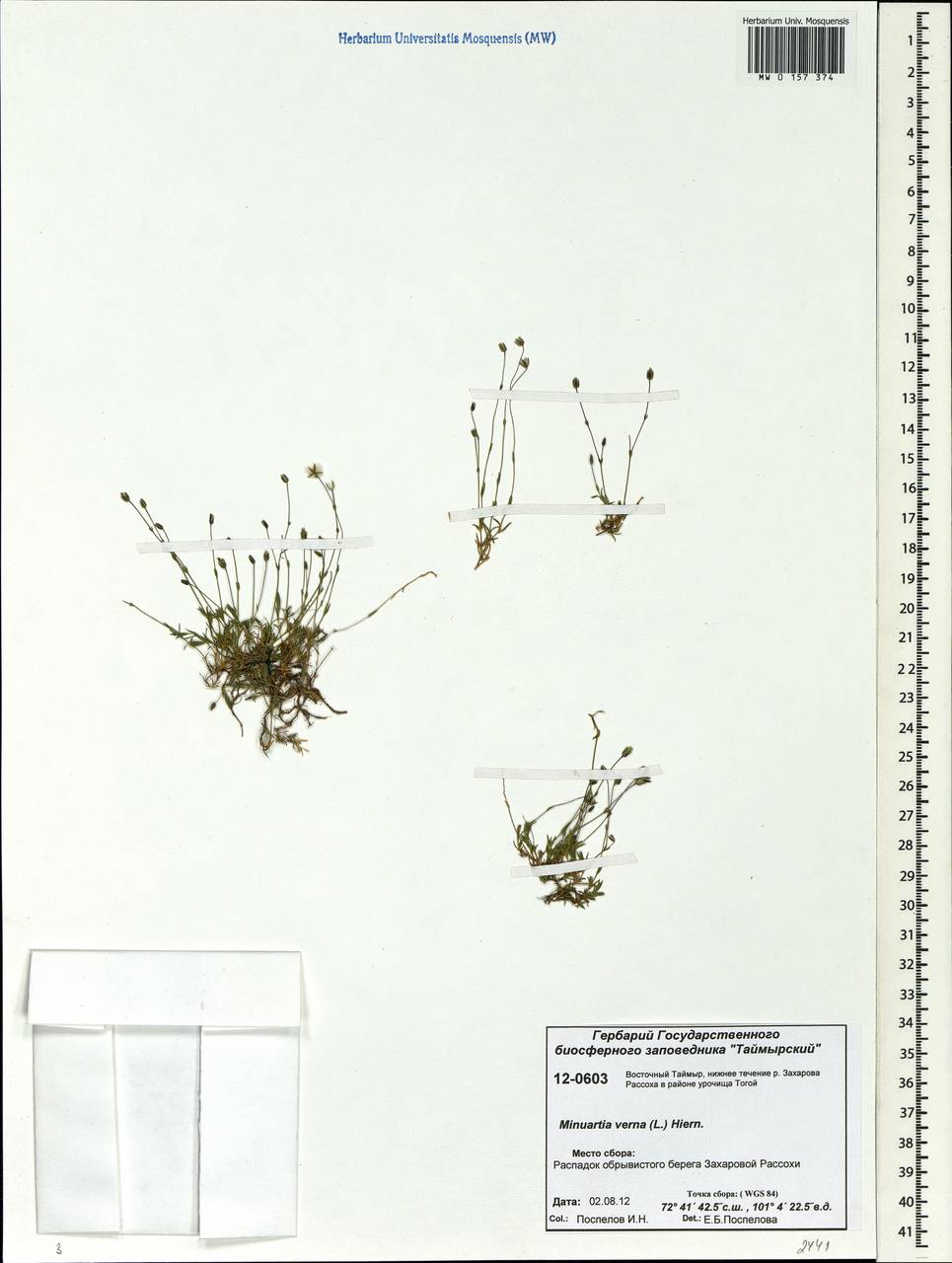Sabulina verna subsp. verna, Siberia, Central Siberia (S3) (Russia)