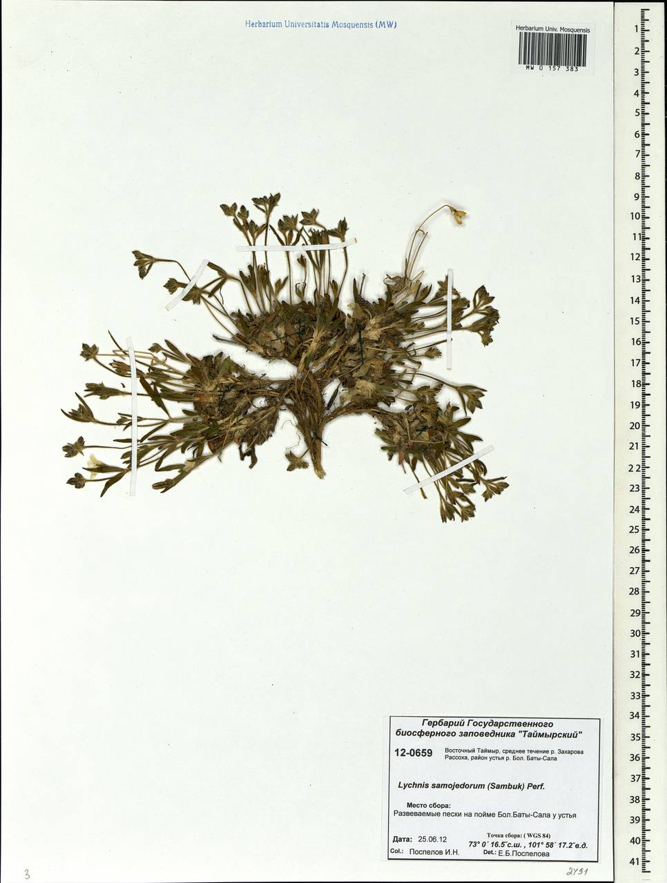 Silene samojedorum (Sambuk) Oxelman, Siberia, Central Siberia (S3) (Russia)