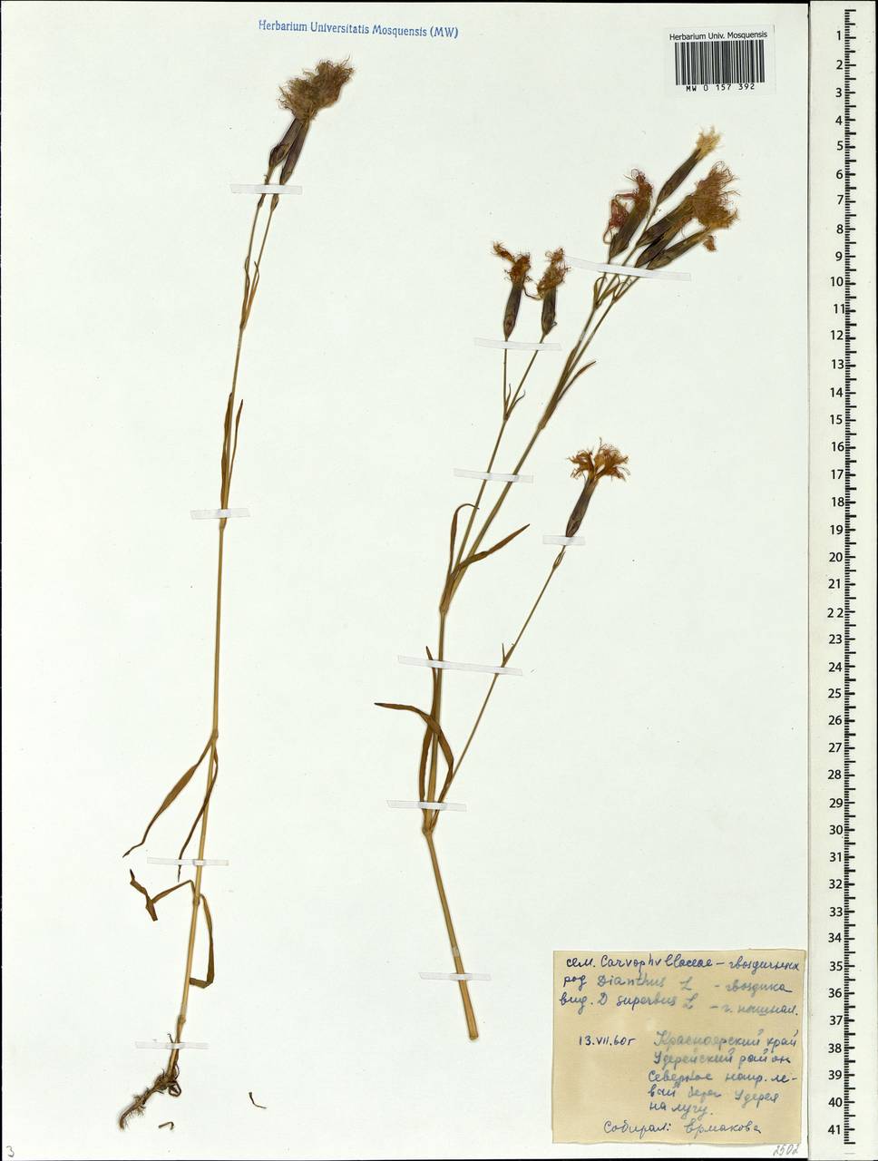 Dianthus superbus, Siberia, Central Siberia (S3) (Russia)