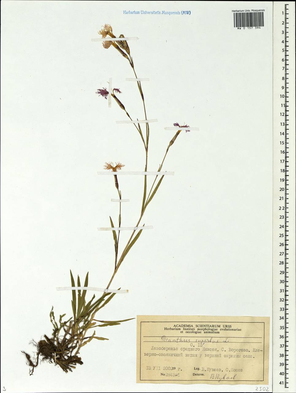 Dianthus superbus, Siberia, Central Siberia (S3) (Russia)