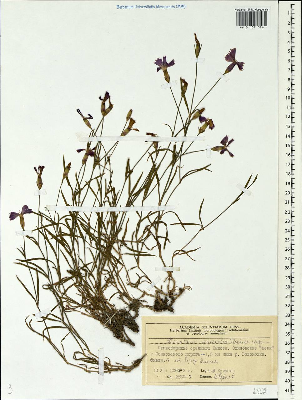 Dianthus chinensis, Siberia, Central Siberia (S3) (Russia)