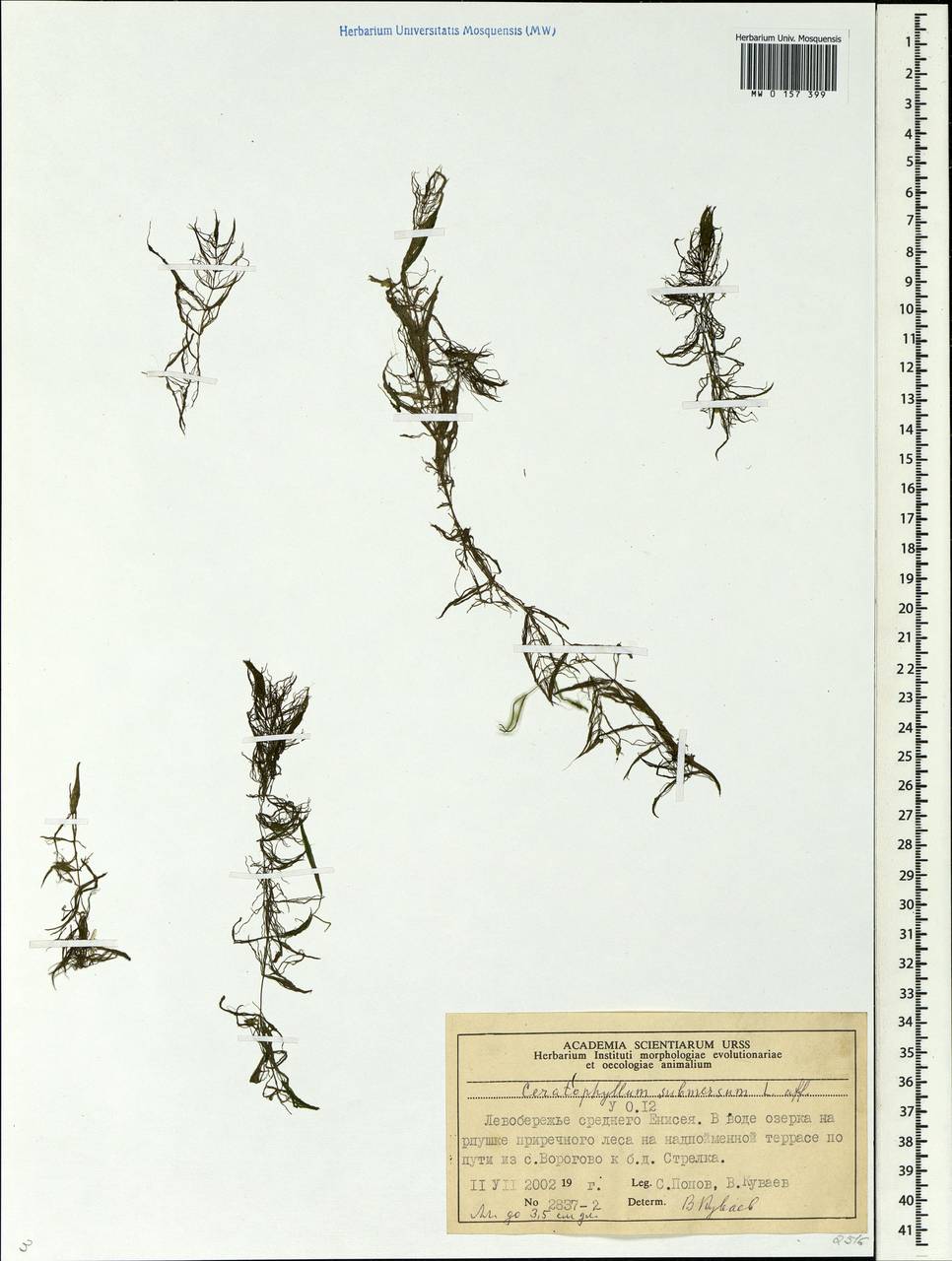Ceratophyllum submersum L., Siberia, Central Siberia (S3) (Russia)