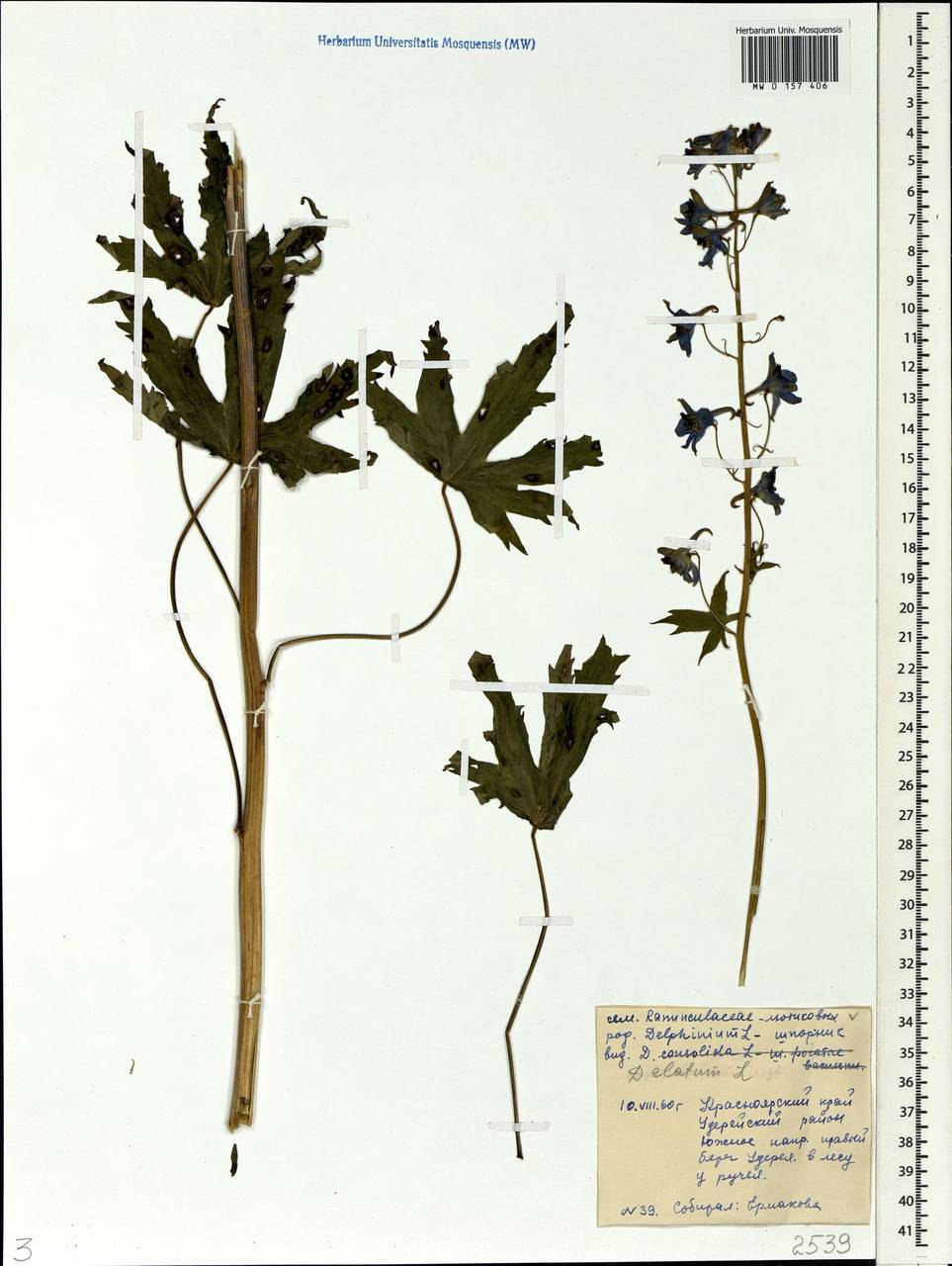 Delphinium elatum L., Siberia, Central Siberia (S3) (Russia)