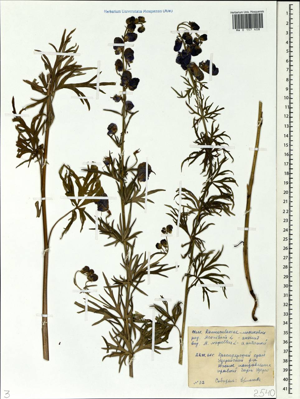 Aconitum napellus, Siberia, Central Siberia (S3) (Russia)
