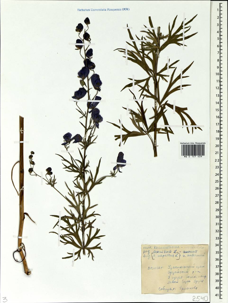 Aconitum napellus L., Siberia, Central Siberia (S3) (Russia)