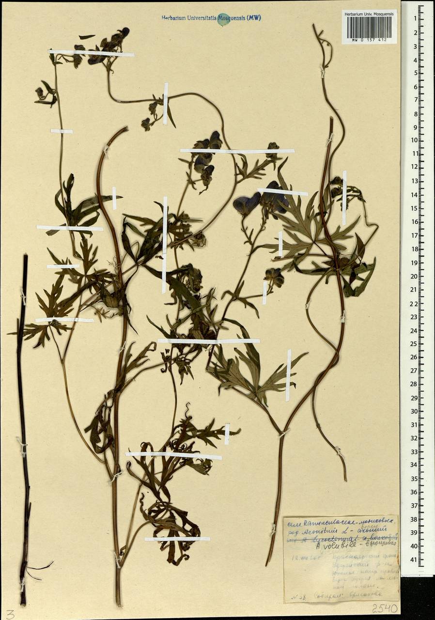 Aconitum volubile Pall., Siberia, Central Siberia (S3) (Russia)