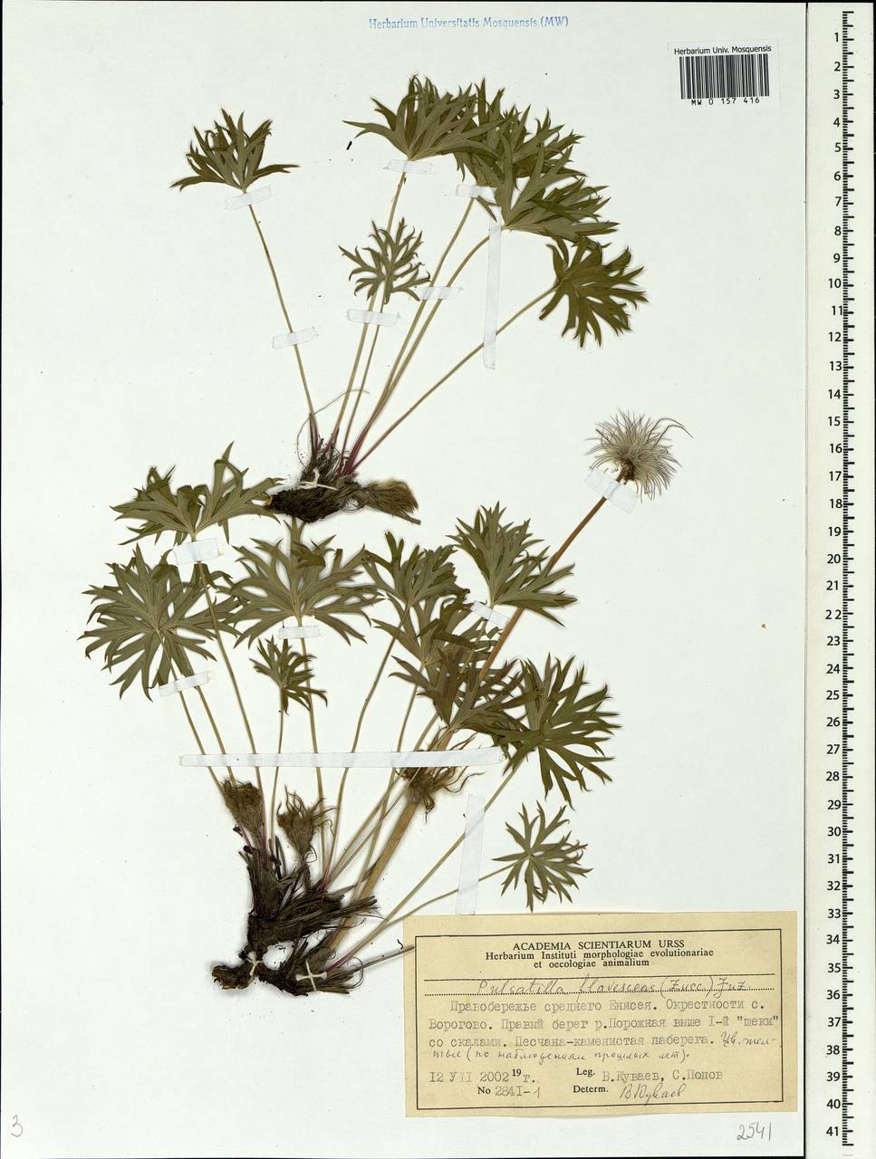 Pulsatilla patens subsp. flavescens (Zucc.) Zämelis, Siberia, Central Siberia (S3) (Russia)