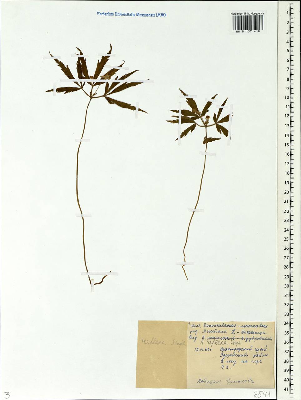 Anemone reflexa Steph. & Willd., Siberia, Central Siberia (S3) (Russia)