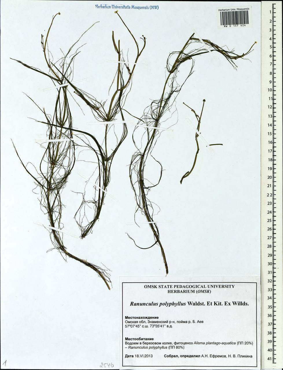Ranunculus polyphyllus Waldst. & Kit. ex Willd., Siberia, Western Siberia (S1) (Russia)