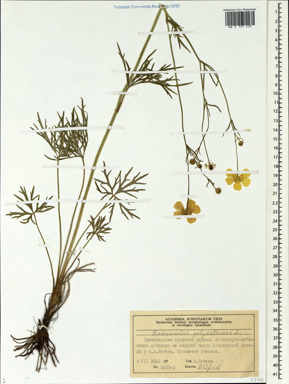 Ranunculus polyanthemos L., Siberia, Central Siberia (S3) (Russia)