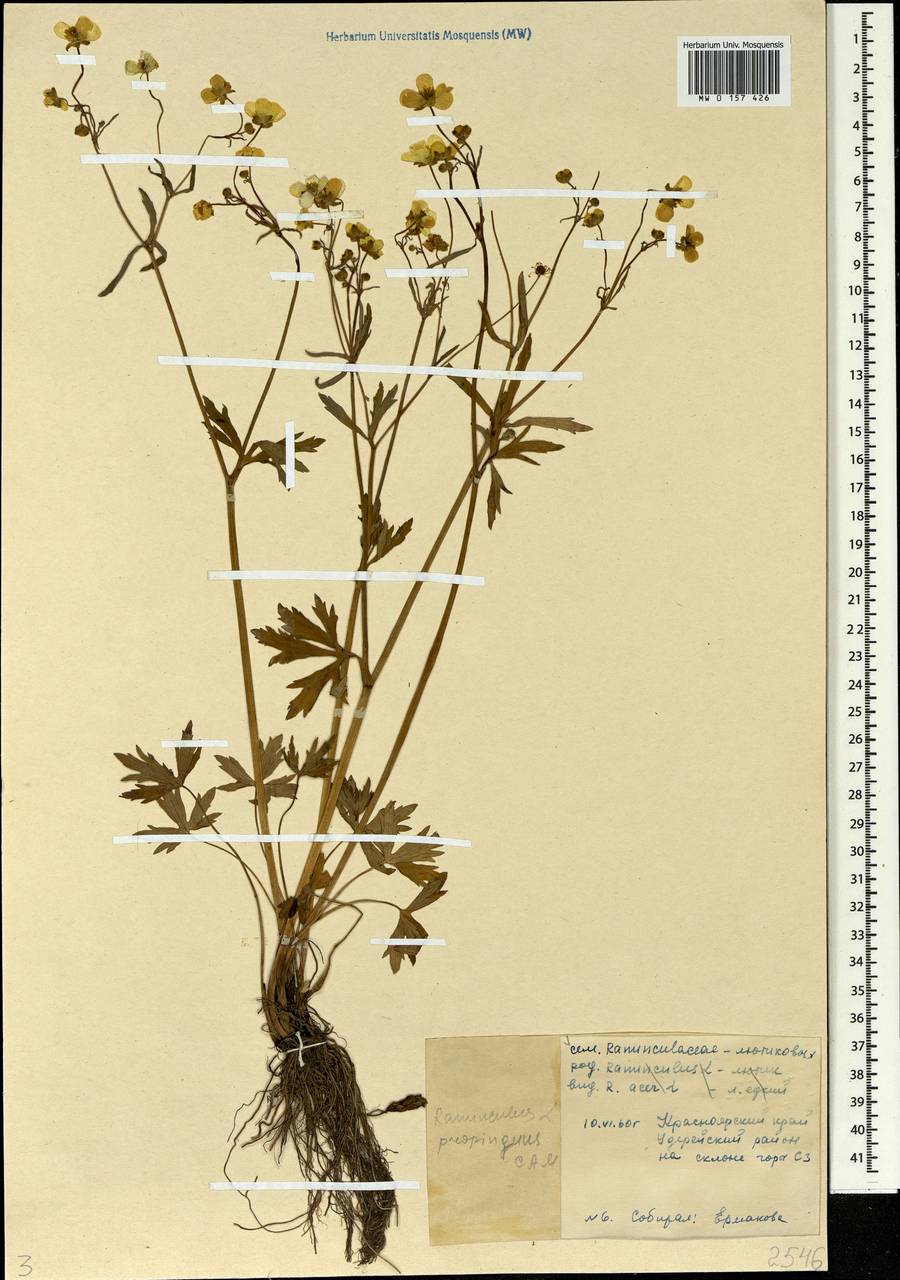 Ranunculus propinquus C.A.Mey., Siberia, Central Siberia (S3) (Russia)