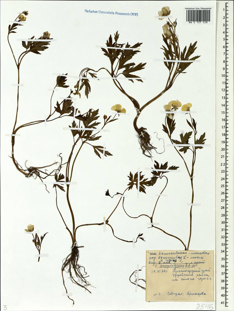 Ranunculus propinquus, Siberia, Central Siberia (S3) (Russia)