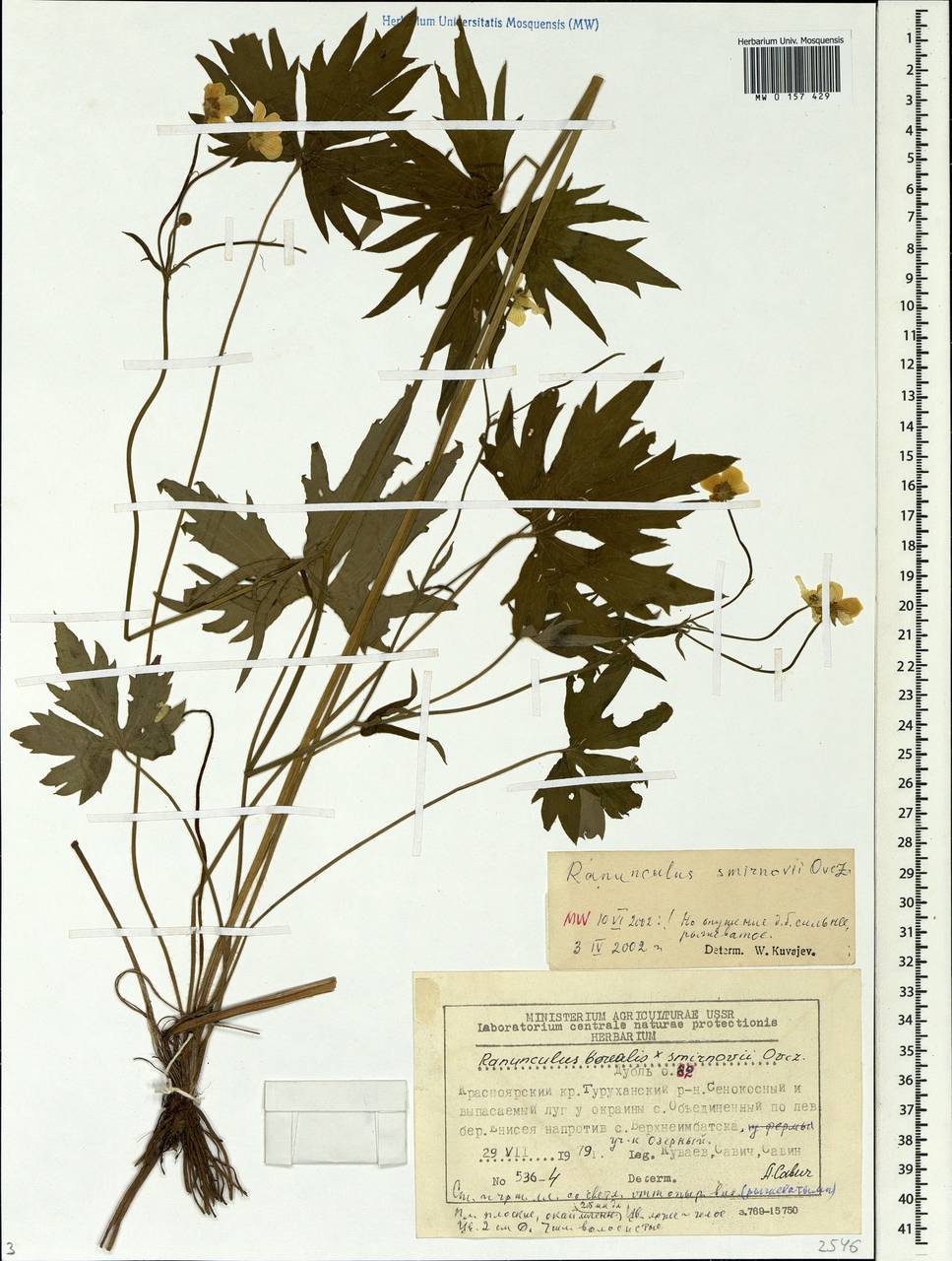 Ranunculus smirnovii Ovcz., Siberia, Central Siberia (S3) (Russia)