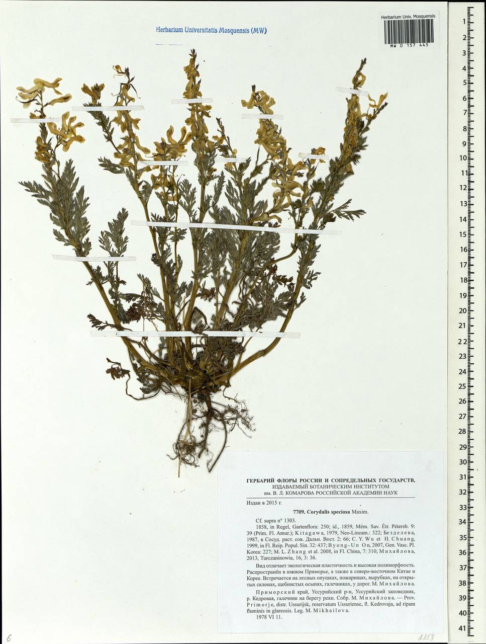 Corydalis speciosa Maxim., Siberia, Russian Far East (S6) (Russia)