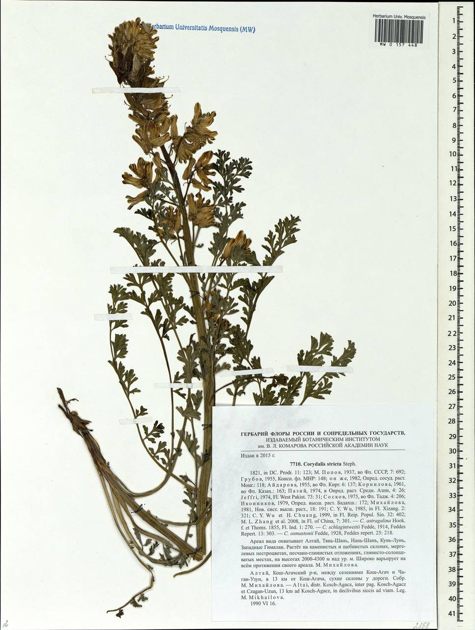 Corydalis stricta Steph. ex DC., Siberia, Altai & Sayany Mountains (S2) (Russia)