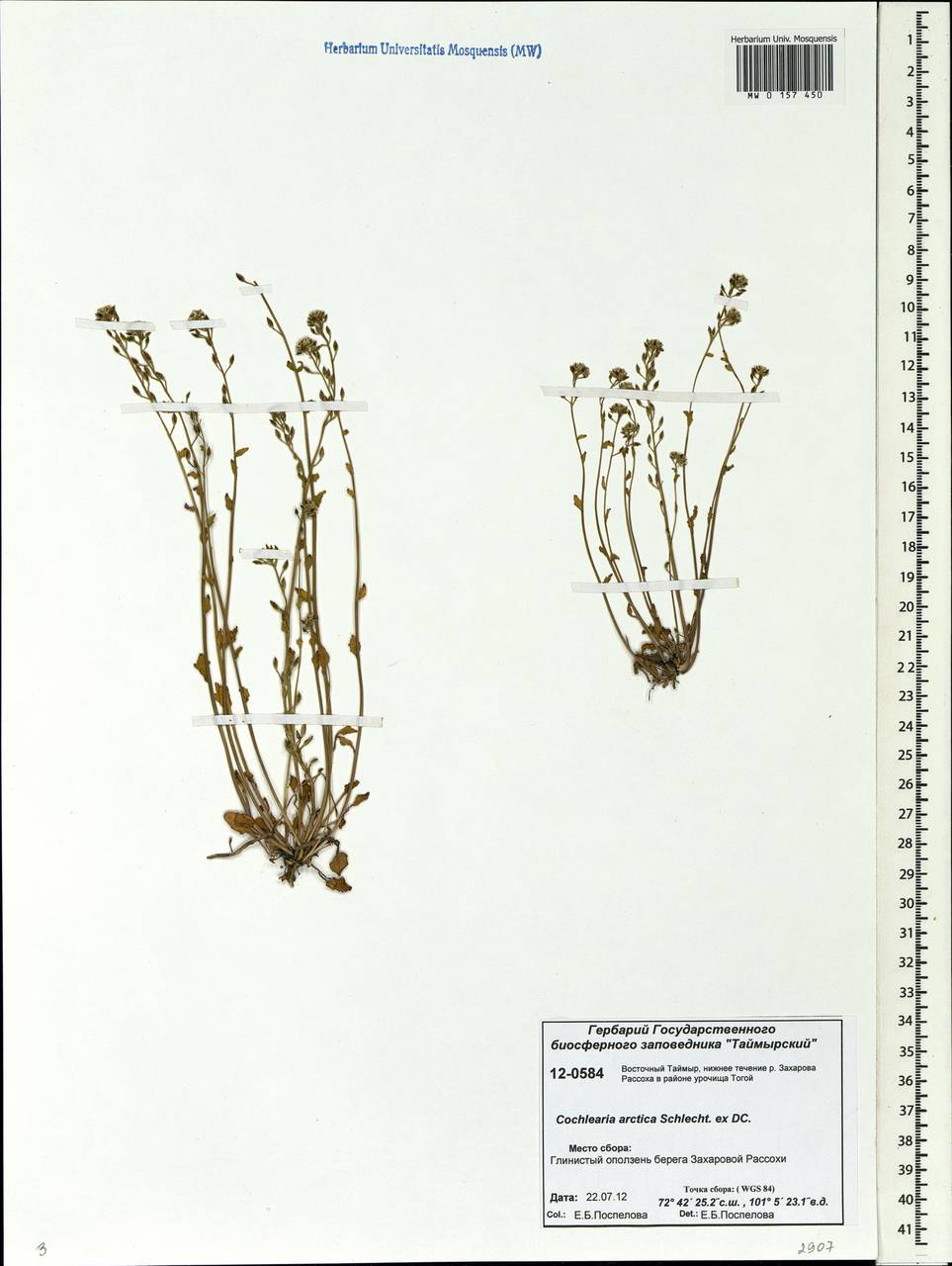 Cochlearia groenlandica L., Siberia, Central Siberia (S3) (Russia)