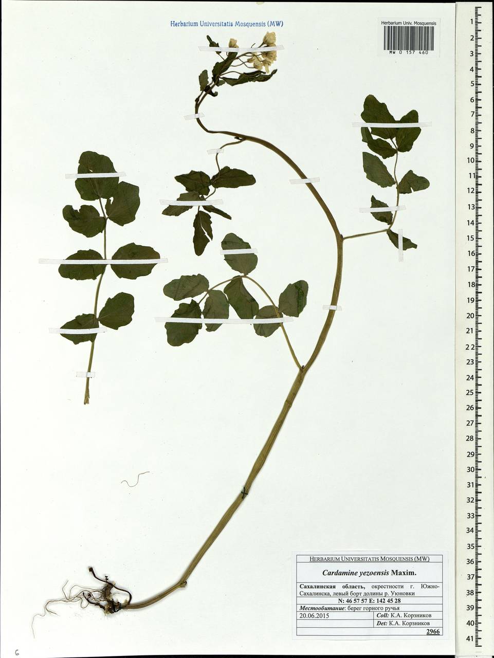 Cardamine yezoensis Maxim., Siberia, Russian Far East (S6) (Russia)