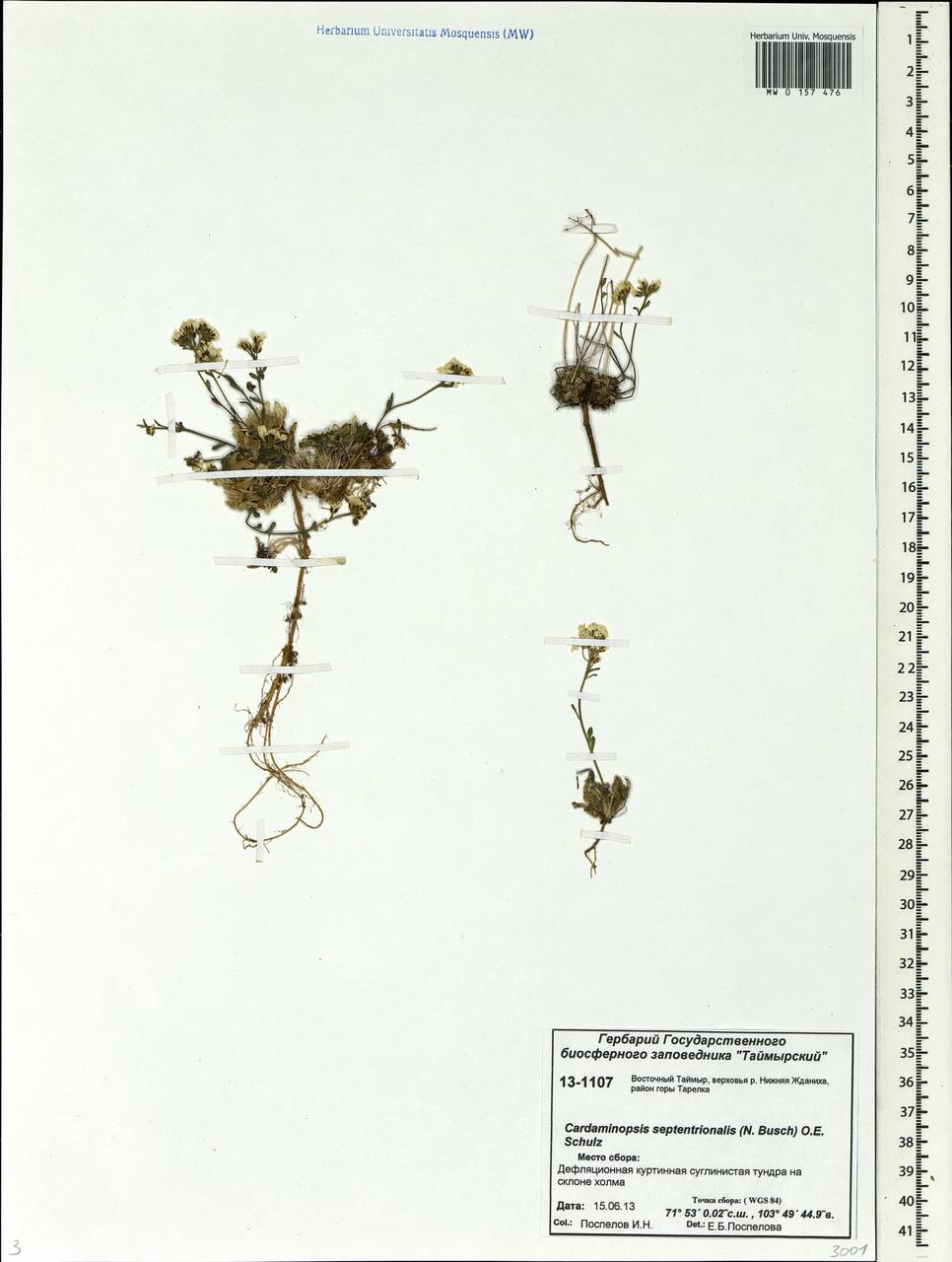 Arabidopsis septentrionalis (N.Busch) D.A.German, Siberia, Central Siberia (S3) (Russia)