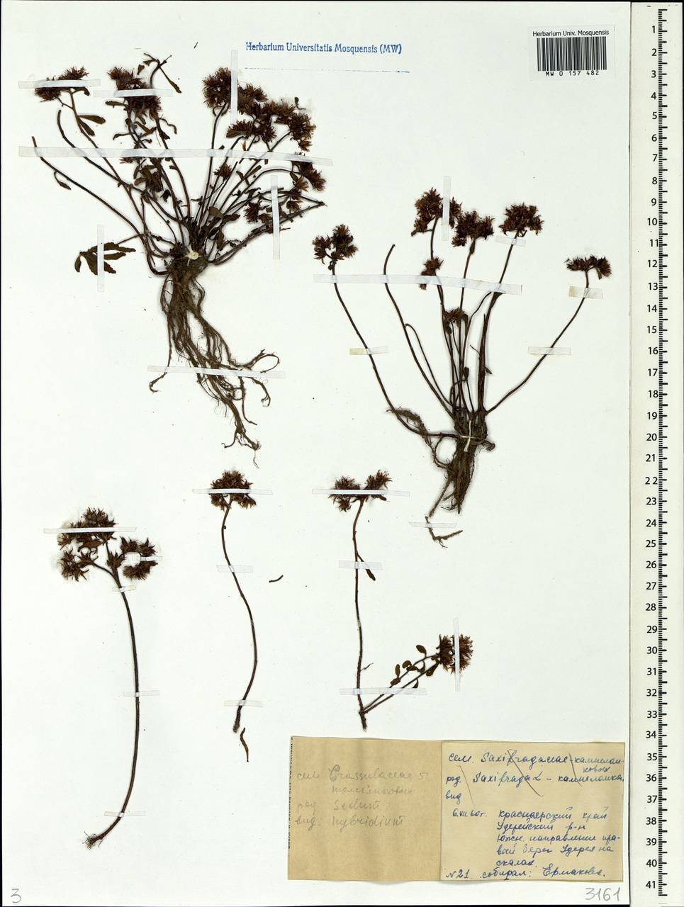 Phedimus hybridus (L.) 't Hart, Siberia, Central Siberia (S3) (Russia)