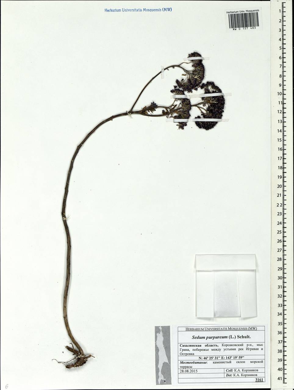 Hylotelephium telephium (L.) H. Ohba, Siberia, Russian Far East (S6) (Russia)