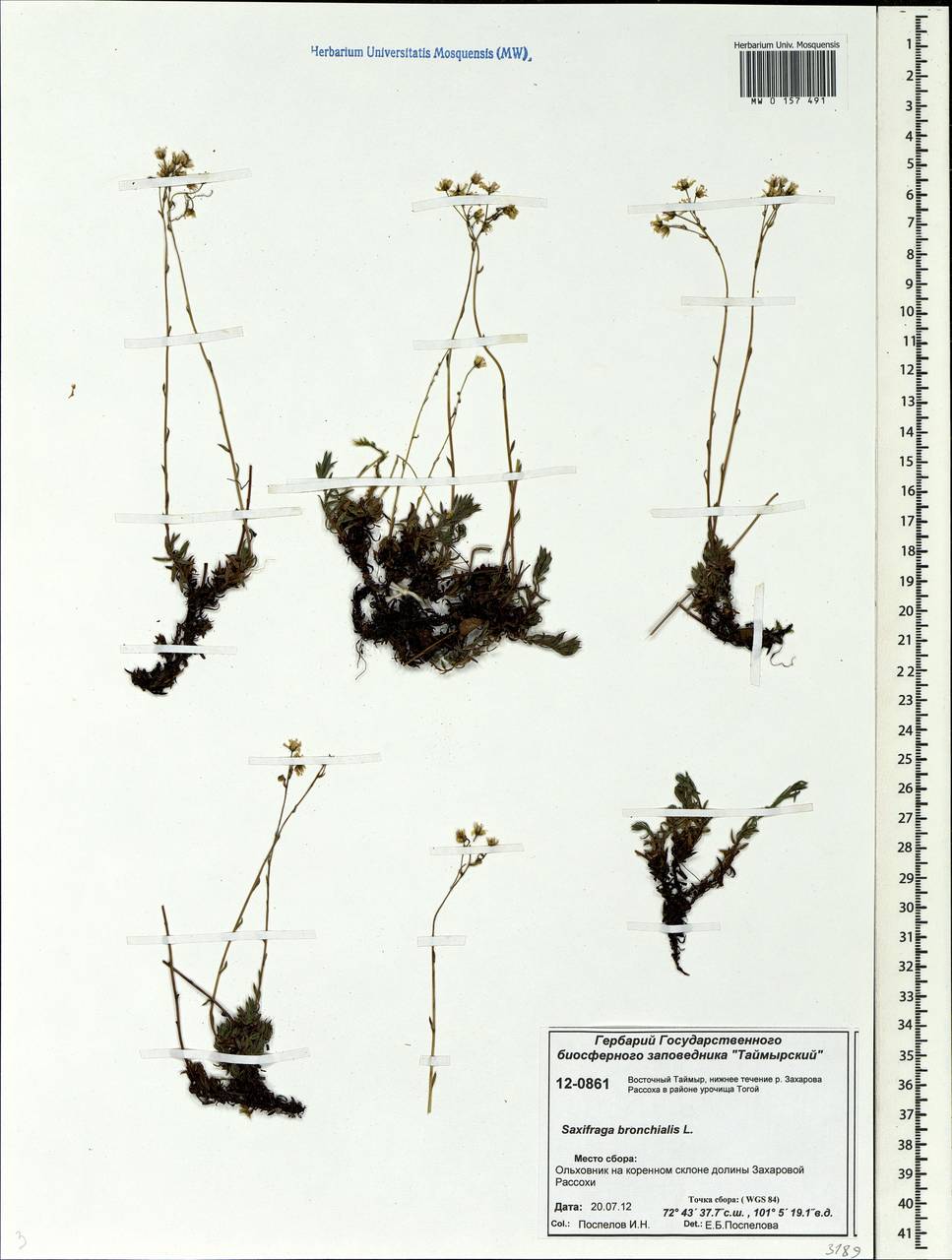 Saxifraga bronchialis L., Siberia, Central Siberia (S3) (Russia)