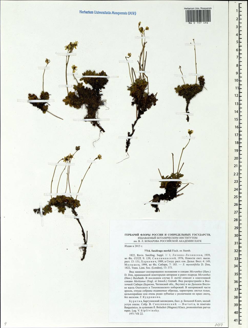 Micranthes merkii subsp. merkii, Siberia, Baikal & Transbaikal region (S4) (Russia)