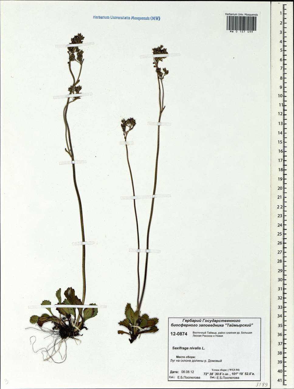 Micranthes nivalis (L.) Small, Siberia, Central Siberia (S3) (Russia)