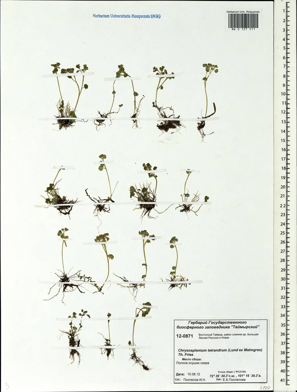 Chrysosplenium tetrandrum (N. Lund) Th. Fr., Siberia, Central Siberia (S3) (Russia)